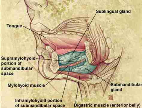 Anatomy of sublingual & submandibular region