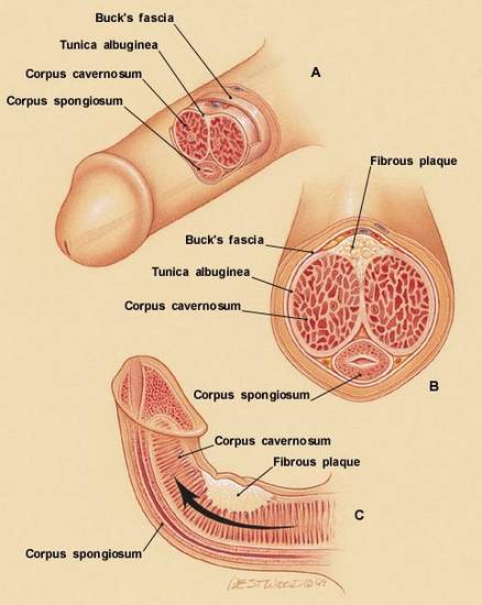 Penis anatomy structure parts picture