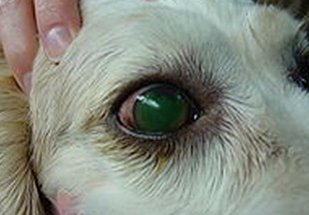 Corneal Ulcer in dogs