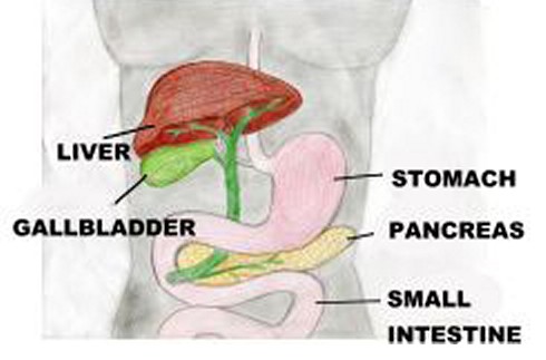 gall bladder location