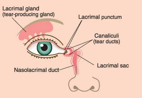canaliculi, Nasolacrimal duct & Lacrimal apparatus