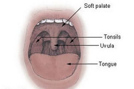 Uvula Location & surroundings