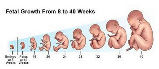 fetal development week by week from 8 to 40