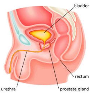 Location of Prostate Image