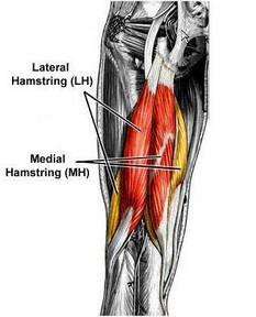 Hamstring Muscle Pic